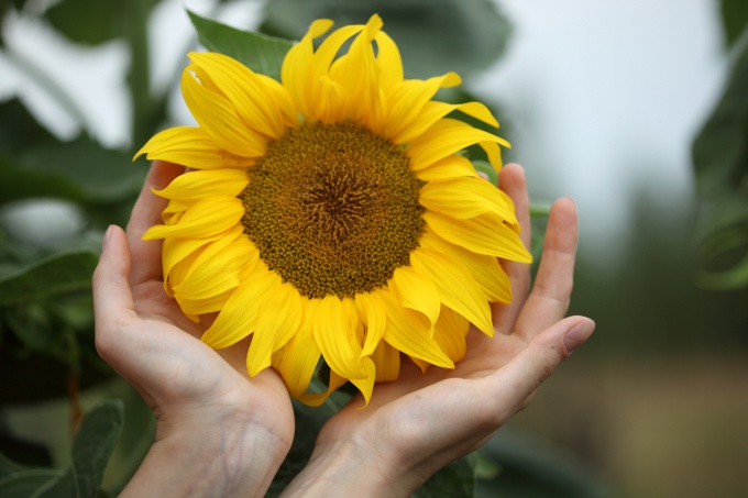 Sunflowers are very beautiful and give a rich harvest