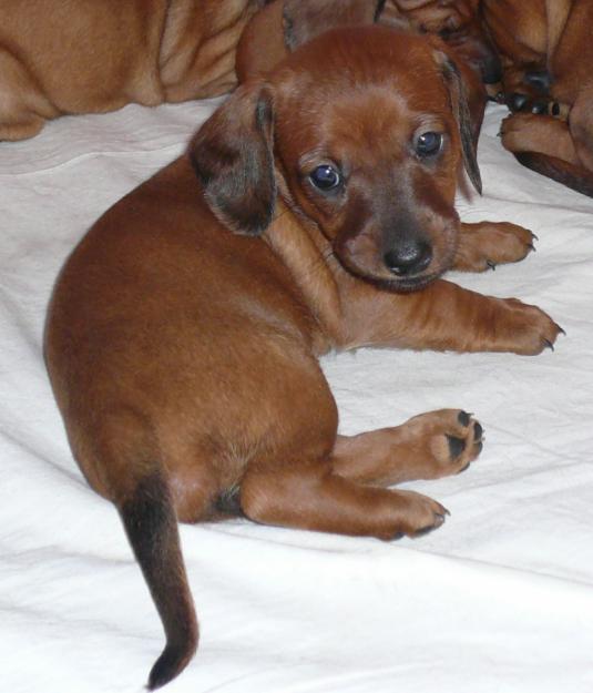 How to teach a Dachshund to the toilet