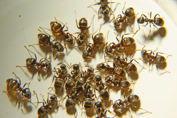 Как уничтожить муравьев в квартире