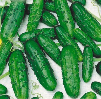 How to germinate cucumber seeds