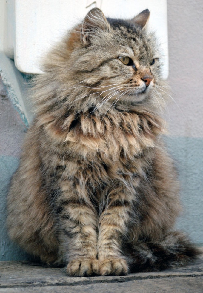 At the exhibition the breed of cat can be issued as a home, then the pedigree is not needed