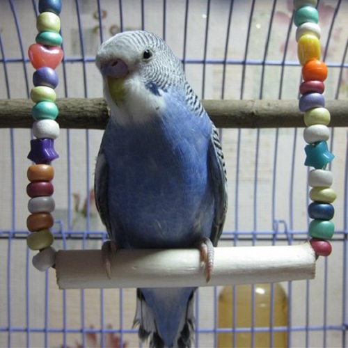 How to make <strong>toy</strong> <b>parrot</b>