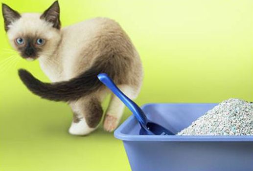 How to teach your cat to potty