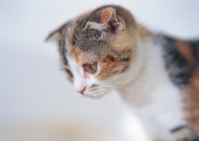 How to teach a kitten have food