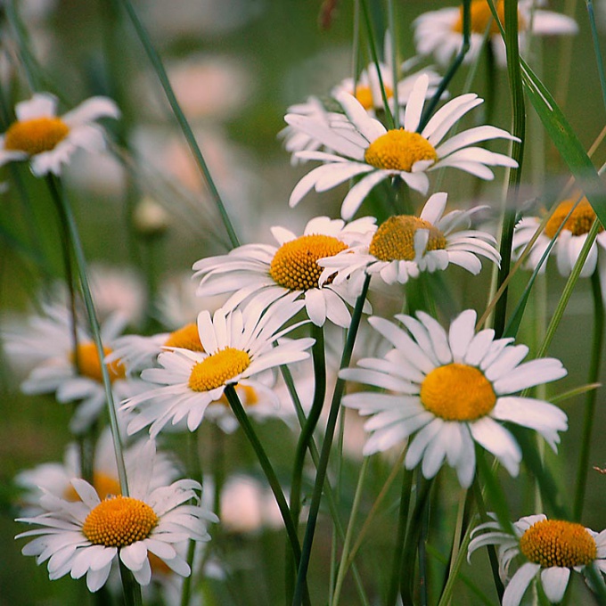 Chamomile – a small "sun" Midland