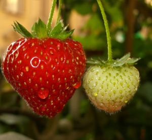 Strawberries are not only delicious, but also useful.