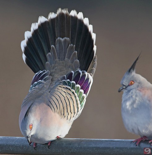 The dove is a symbol of tenderness, kindness and peace