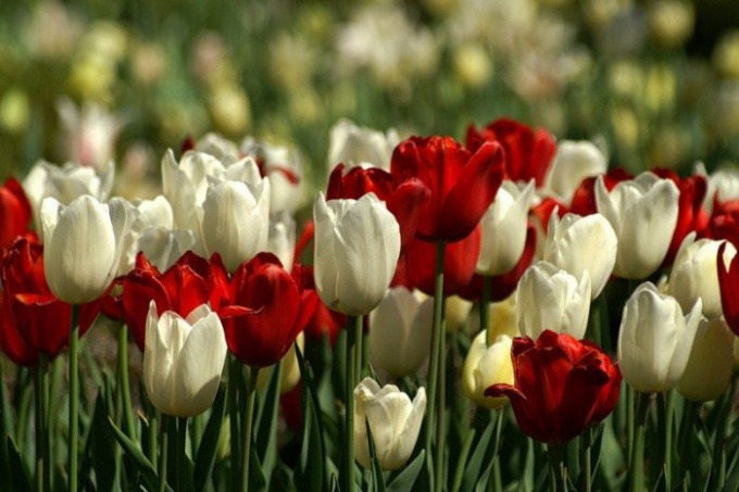 How to transplant tulips
