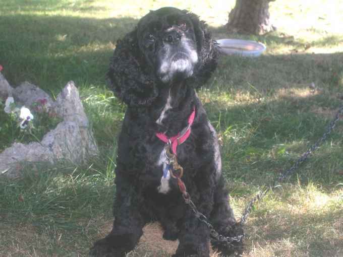 How to cut <strong>Cocker Spaniel</strong>