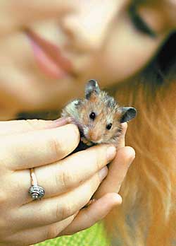 How to make a water bowl for hamster