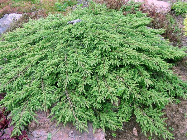 Juniper is a relative of cypress