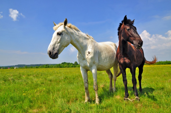 Как разводить лошадей