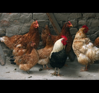 How to breed laying hens