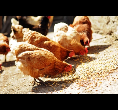 How to breed laying hens