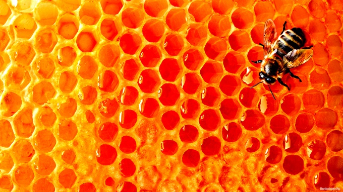 Как проверить мёд на подлинность