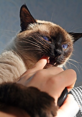 Кошкам необходимо регулярно чистить зубы.