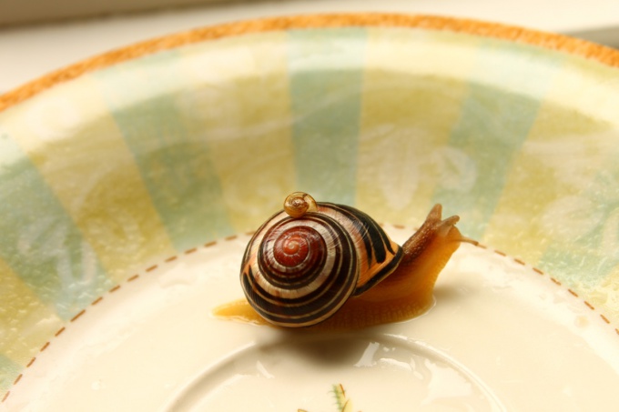 Snail - the most undemanding Pets