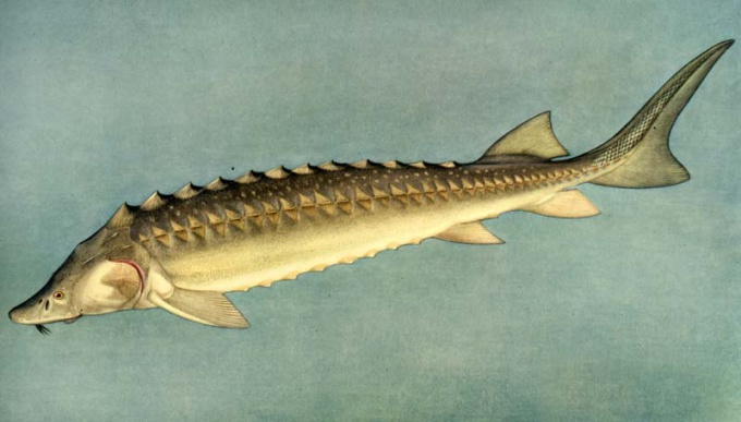 How to breed sturgeon