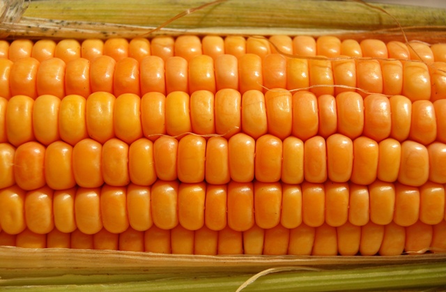 How to freeze corn