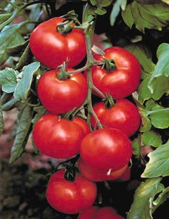 Как вырастить хорошие помидоры