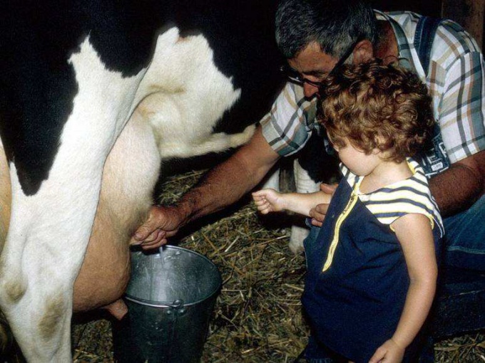 как увеличить надои молока у коровы