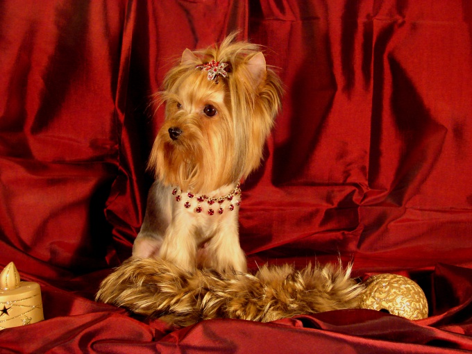 How to educate a Yorkshire Terrier