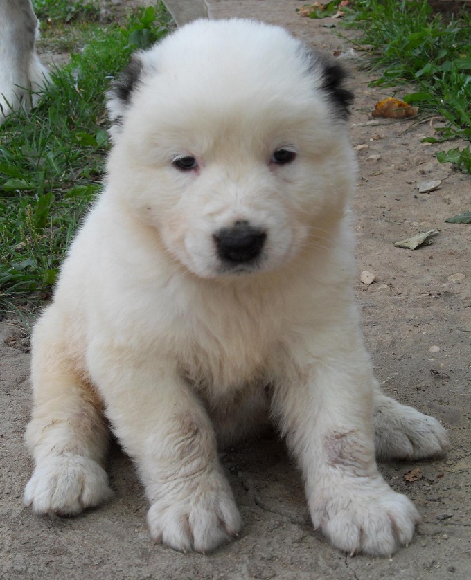 How to feed a puppy Alabai