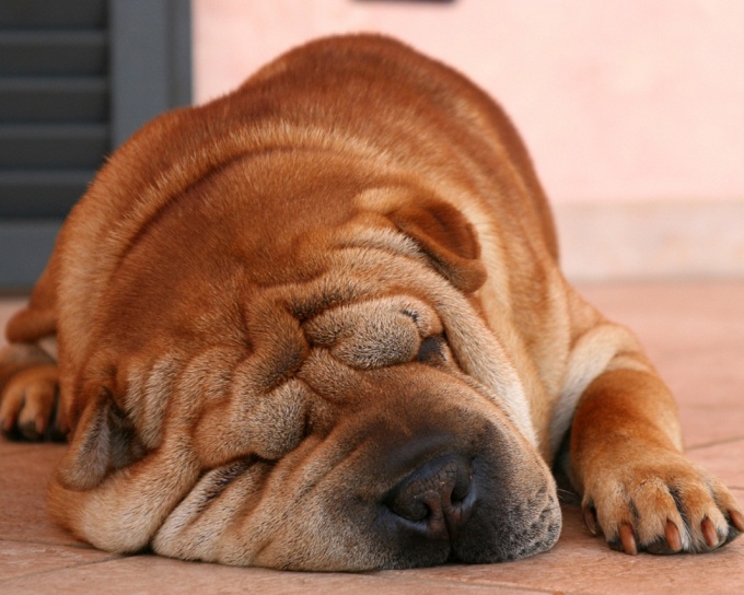 How to train a Shar Pei