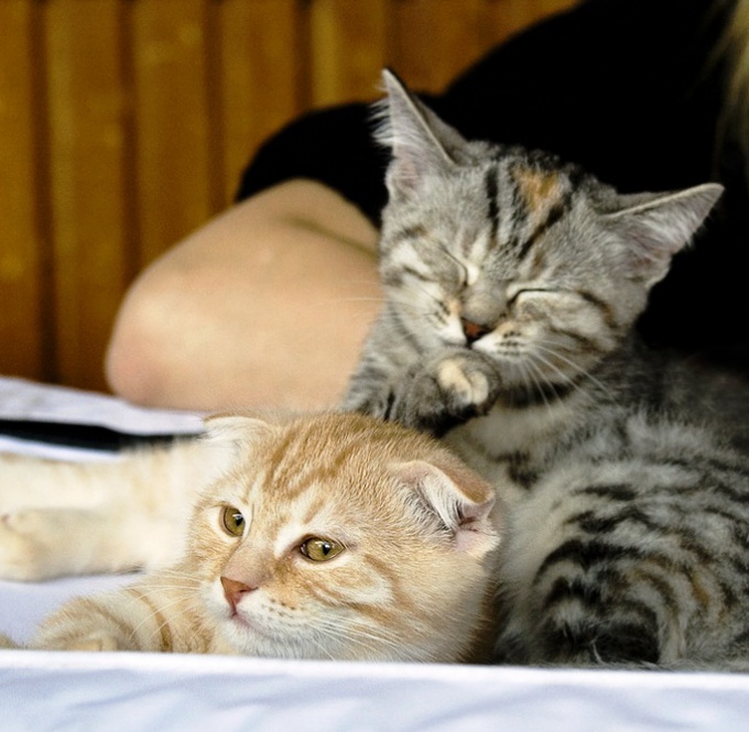 How to feed the Scottish fold