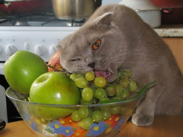 How to feed the Scottish fold