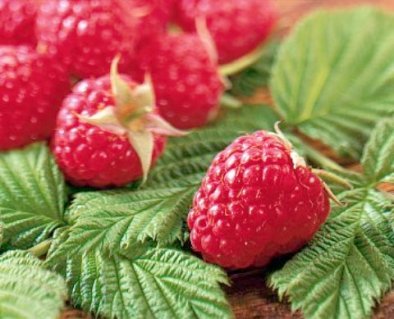 the raspberry is a natural aspirin, a drug to thin the blood