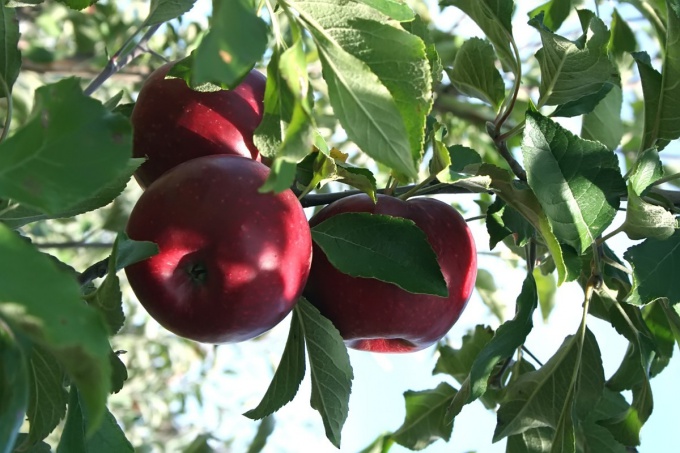 Как вырастить яблоко