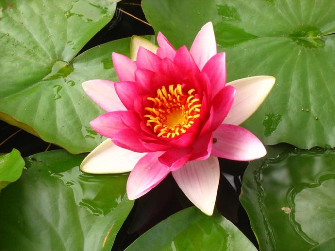 How to grow Lotus
