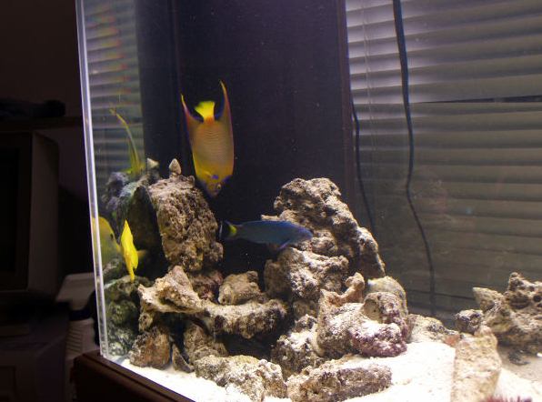 How to choose filter for aquarium