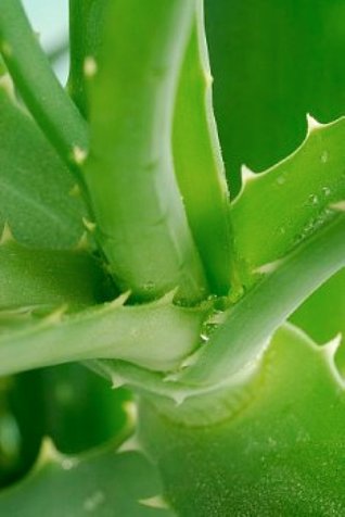 комнатное растение - алоэ - отличное средство лечения атрофического гастрита