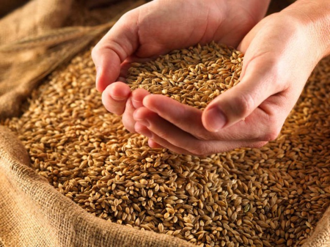 Как вырастить зерно