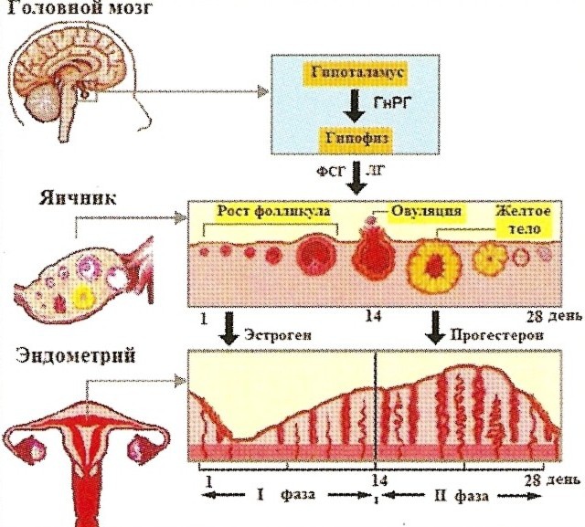 How to reduce bleeding during menses