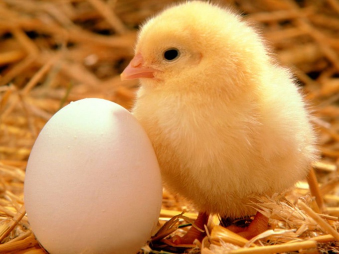Как поставить яйцо