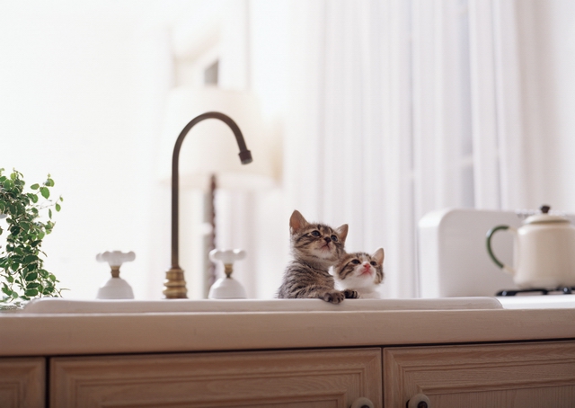 как приучить котенка к ванне