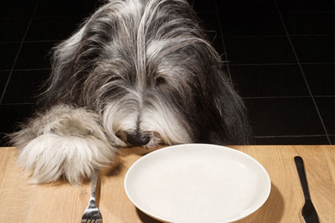 How to teach to <b>dry</b> <em>feed</em> <strong>dog</strong>