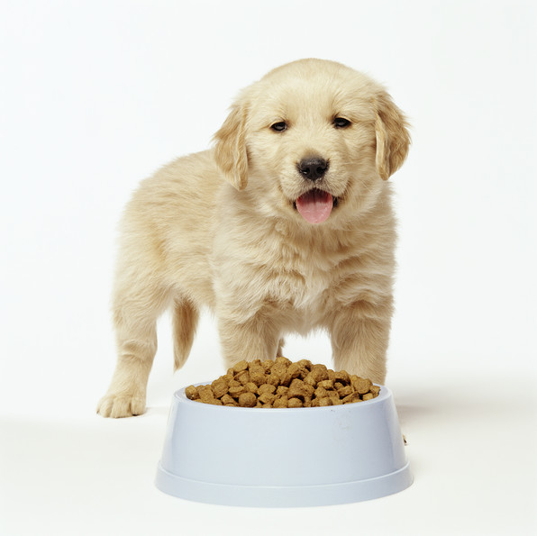 How to teach to <b>dry</b> <em>feed</em> <strong>dog</strong>
