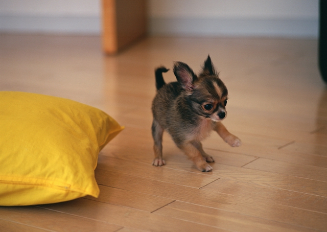 How to teach a Chihuahua to the tray