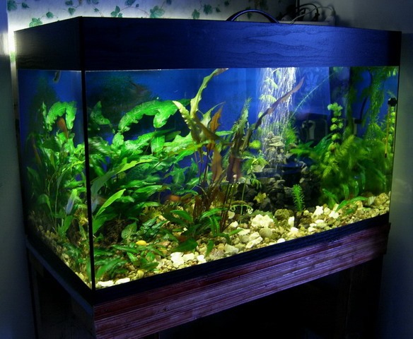 How to make an aquarium out of glass