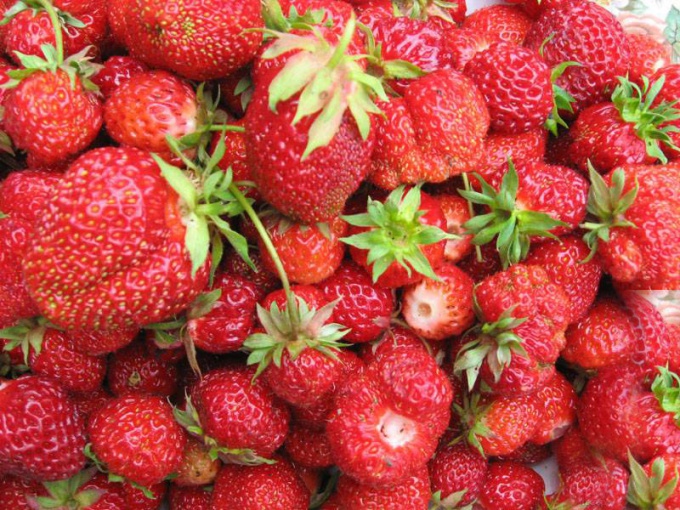 Everbearing strawberries bear fruit all summer