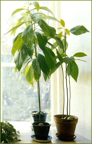 Дерево Авокадо В Домашних Условиях Фото