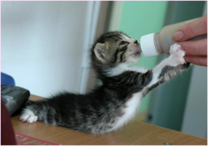 How to teach a kitten to food