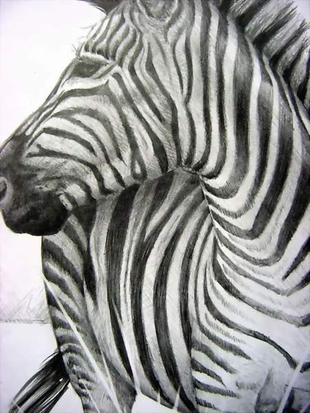 Как рисовать зебру