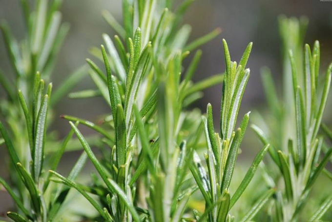 Rosemary has a nice spicy taste and incomparable aroma