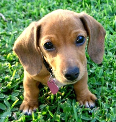 How to teach a Dachshund to the toilet on the street