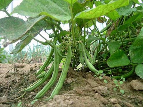 How to grow green beans